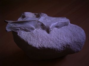 Leptauchenia Schädel