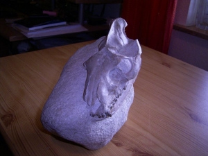 Leptauchenia Schädel