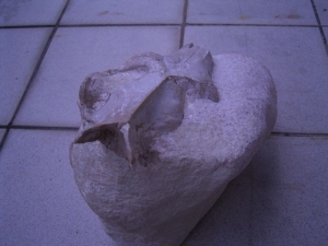 Leptauchenia Schädel