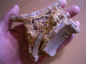 Saltasaurus Eierschalen auf Matrix