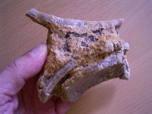 Saltasaurus Eierschalen auf Matrix