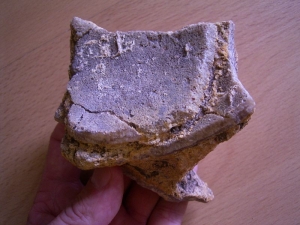 Saltasaurus Eierschalen auf Matrix