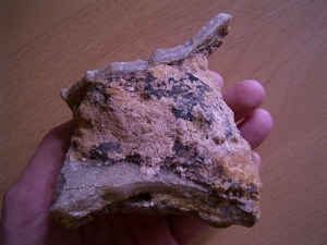 Saltasaurus Eierschalen auf Matrix