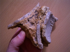 Saltasaurus Eierschalen auf Matrix