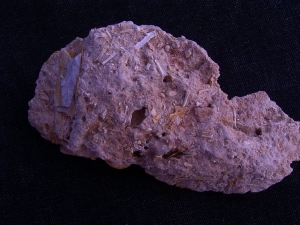 Miozäner Höhlenboden mit Nager- und Fledermausknochen