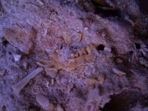 Miozäner Höhlenboden mit Nager- und Fledermausknochen