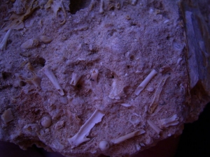 Miozäner Höhlenboden mit Nager- und Fledermausknochen