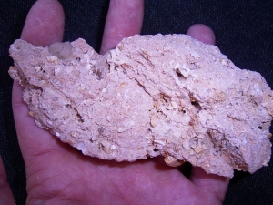 Miozäner Höhlenboden mit Nager- und Fledermausknochen