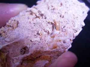 Miozäner Höhlenboden mit Nager- und Fledermausknochen