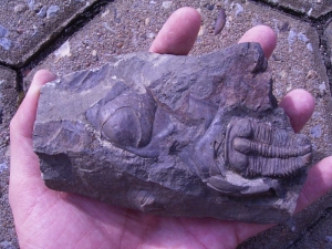 Ptychoparia Striata