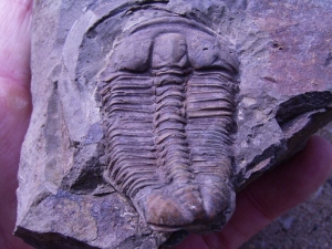 Ptychoparia Striata
