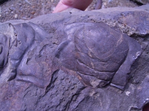 Ptychoparia Striata