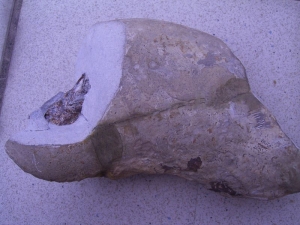 Muschelkalk-Fisch Traumstück!