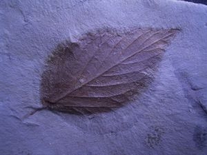 Leaf of Celtis aspera