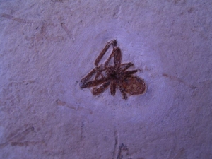 Spinne Araneae