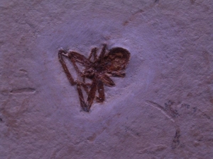 Spinne Araneae