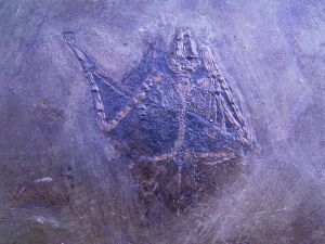 Fledermaus aus Messel #2