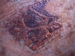 Fledermaus aus Messel #2