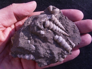 Schneckenstufe Turitella aus Österreich