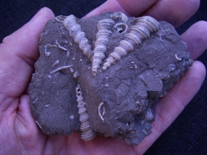 Schneckenstufe Turitella aus Österreich