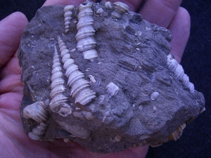 Schneckenstufe Turitella aus Österreich