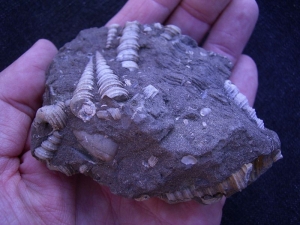 Schneckenstufe Turitella aus Österreich