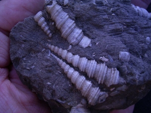 Schneckenstufe Turitella aus Österreich