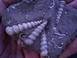 Schneckenstufe Turitella aus Österreich