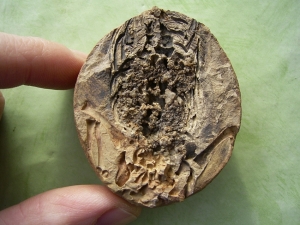 Barasaurus Torso aus der Trias! # 4