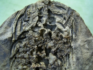 Barasaurus Torso aus der Trias! # 4