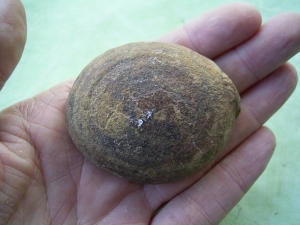 Barasaurus Torso aus der Trias! # 4