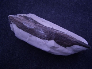 Fossil wood in nodule from Germany