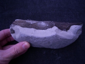 Fossil wood in nodule from Germany