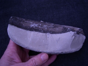 Fossil wood in nodule from Germany