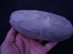 Fossil wood in nodule from Germany