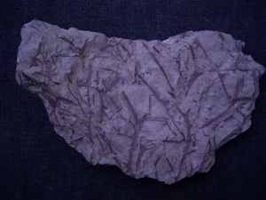 Devon Euthursophyton hamperbachense aus Hagen Ambrok