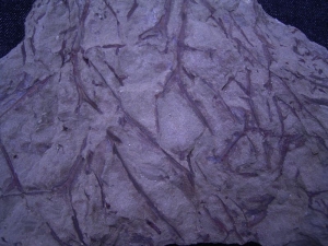 Devon Euthursophyton hamperbachense aus Hagen Ambrok