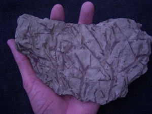 Devon Euthursophyton hamperbachense aus Hagen Ambrok