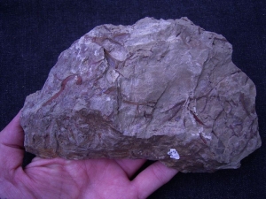 Devon Euthursophyton hamperbachense aus Hagen Ambrok