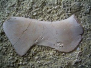 Coracoid von Nothosaurus aus der Trias