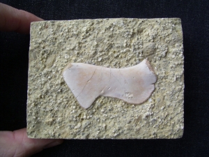 Coracoid von Nothosaurus aus der Trias