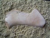 Coracoid von Nothosaurus aus der Trias