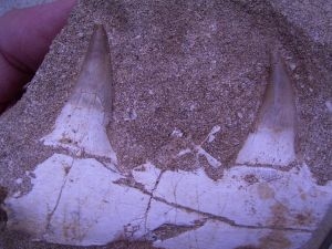 Platycarpus Kiefer mit zwei Zähnen