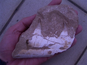 Platycarpus Kiefer mit zwei Zähnen