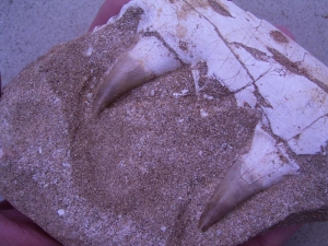 Platycarpus Kiefer mit zwei Zähnen