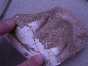 Platycarpus Kiefer mit zwei Zähnen