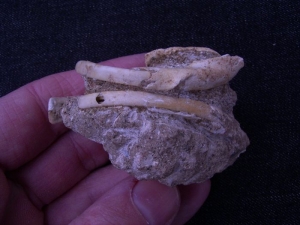Nager Schädel aus dem Miozän