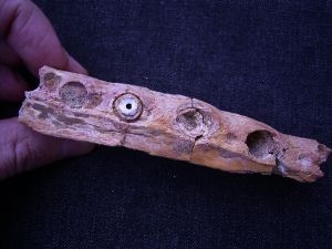 Cretaceous Reptile jaw# 2