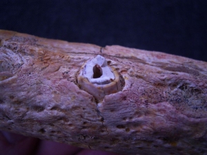 Cretaceous Reptile jaw# 2