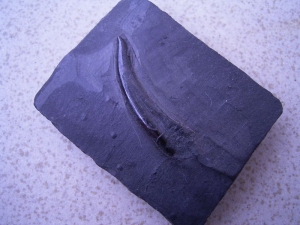 Strepsodus sauroides Zahn aus dem Karbon